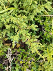 Juniperus communis saxatilis