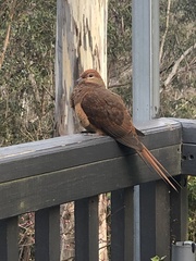 Macropygia phasianella