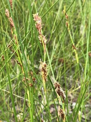 Machaerina rubiginosa
