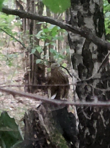 Eurasian Goshawk (Astur gentilis), photo 6