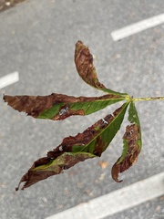 Aesculus hippocastanum