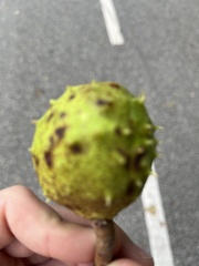 Aesculus hippocastanum