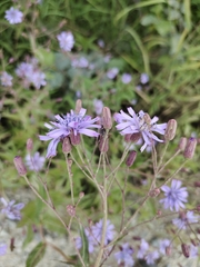 Lactuca sibirica