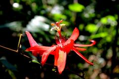 Passiflora miniata