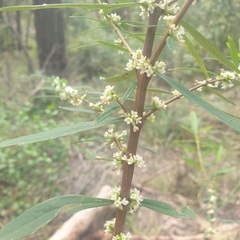 Pimelea axiflora axiflora
