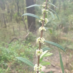 Pimelea axiflora axiflora