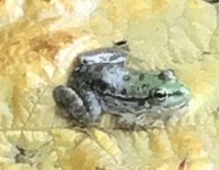 Pelophylax cypriensis
