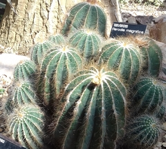 Parodia magnifica