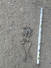 Rana