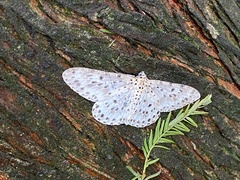 Catoria sublavaria