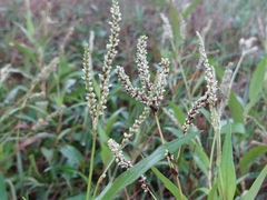 Persicaria barbata