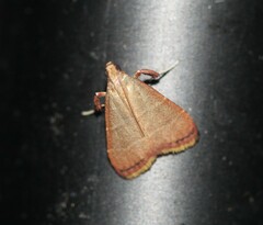 Parachma ochracealis