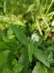 Stellaria radians