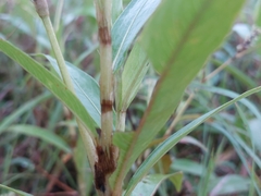Persicaria barbata