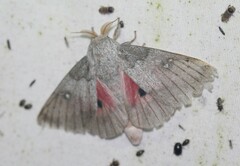 Syssphinx heiligbrodti