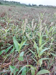 Persicaria barbata