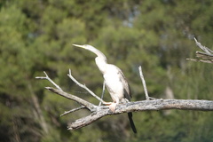 Anhinga novaehollandiae