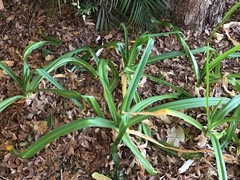 Agapanthus praecox