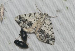Macaria graphidaria