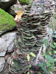 Trametes versicolor