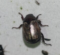 Anomala flavipennis