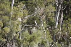 Anhinga novaehollandiae