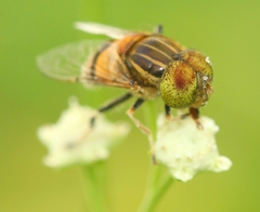 Eristalinus