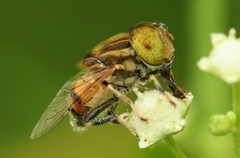 Eristalinus