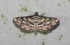 Hileithia magualis