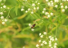 Eristalinus