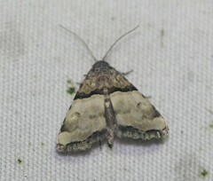 Cobubatha dividua