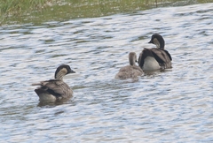 Branta sandvicensis