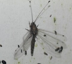 Ululodes macleayanus