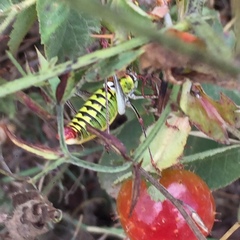 Poecilimon thoracicus