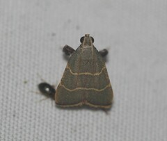 Parachma ochracealis