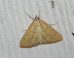 Helvibotys helvialis