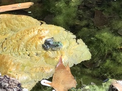 Pelophylax cypriensis