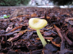 Chrysomphalina grossula