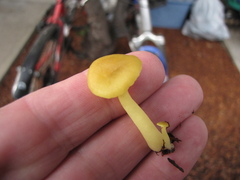 Chrysomphalina grossula