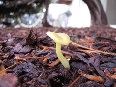 Chrysomphalina grossula