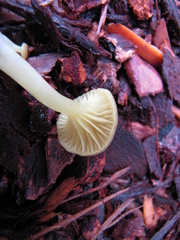 Chrysomphalina grossula