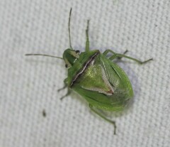 Cyptocephala elegans