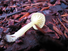 Chrysomphalina grossula