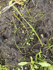 Ranunculus hyperboreus