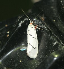 Enaemia atrolinea