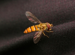 Episyrphus