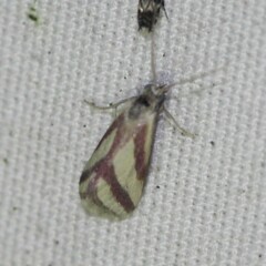 Microtheoris vibicalis
