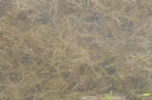 Ruppia maritima observed 2022-01-26