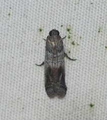 Chararica hystriculella