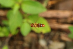 Episyrphus